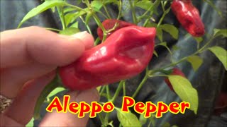 Aleppo Pepper