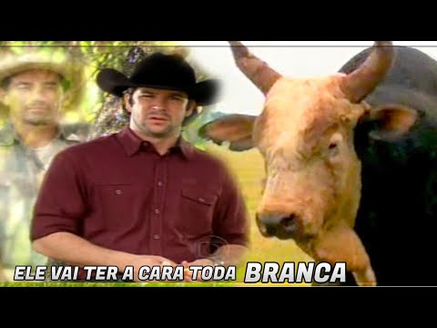 Touro Bandido ● Ele é o REI dos Boi Filho