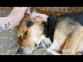 3 Effective Home Remedies For Ear Mites In Dogs