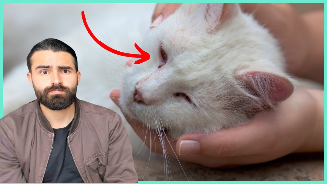 Sinais Que Um Gato Está Morrendo