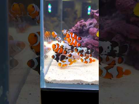 Most Beautiful Clownfish EVER #Shorts