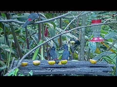 2021 12 11 Panama Fruit Feeder Cam  Collared Aracaris