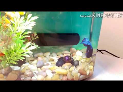 Nano Tank | Betta Fish