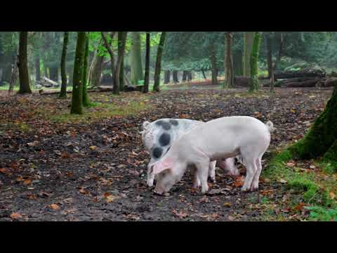 11  Bluebell area   summer