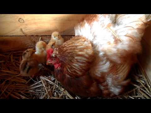 Hühner Küken 2012 Naturbrut