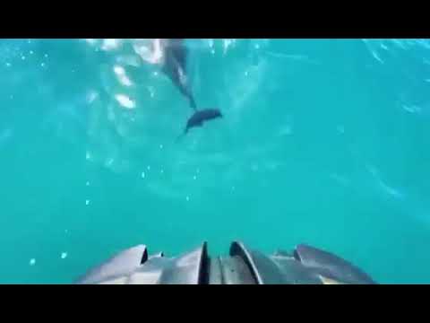 Epic Surf Ocean Adventures - Whale and Dolphin Eco Tours