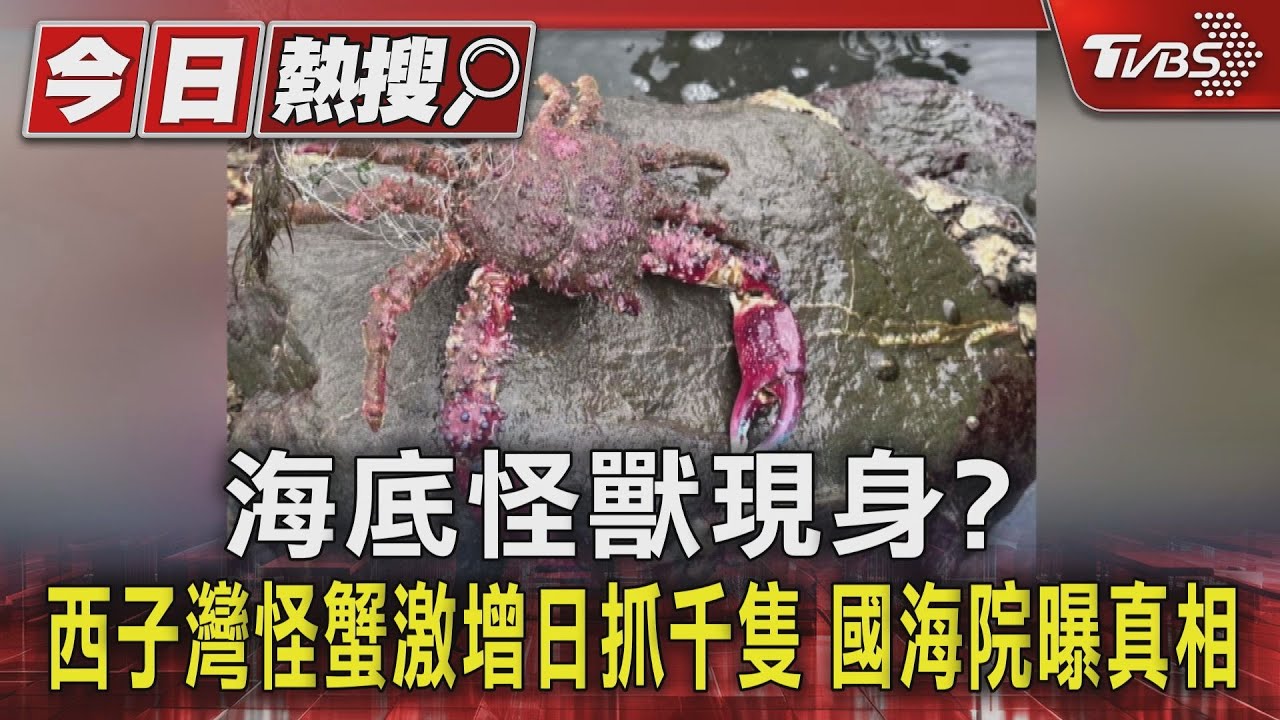 海底怪獸現身?西子灣怪蟹激增日抓千隻 國海院曝真相