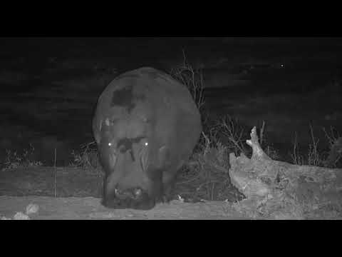 Djuma: Hippo (healed leg one) comes to the pan - 02:15 - 10/16/19