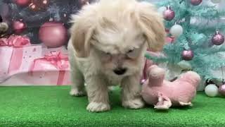 ハーフ犬の動画01