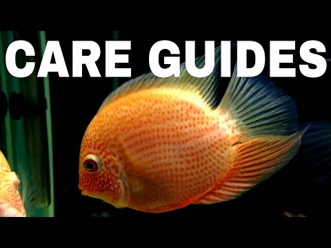 Severum (Heros severus) — cichlid care guide