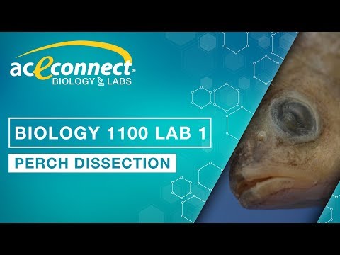 Biology 1100 Lab 1 || Perch Dissection