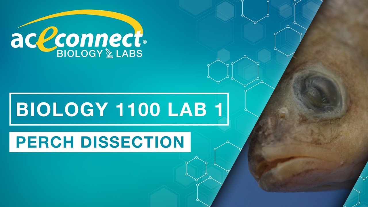 Biology 1100 Lab 1 || Perch Dissection