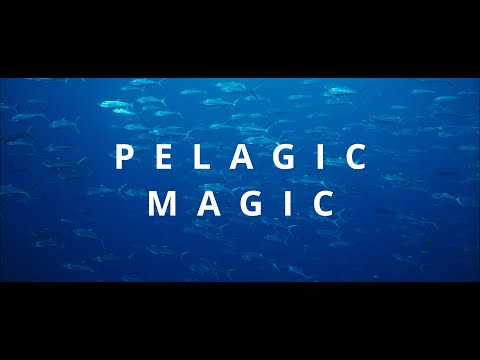 Pelagic Magic. The open blue water of the Pacific Ocean and the animals that can never stop swimming