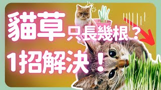 貓草只長了幾根？種貓草失敗的1個原因| How to grow Catgrass |《葛斯怎麼種》63