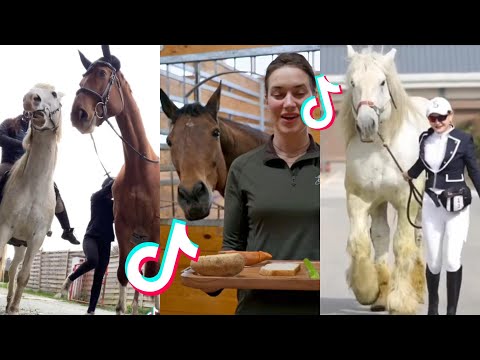 La meilleure compilation de vidéos de chevaux