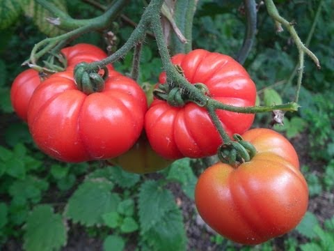 comment traiter mildiou courgettes