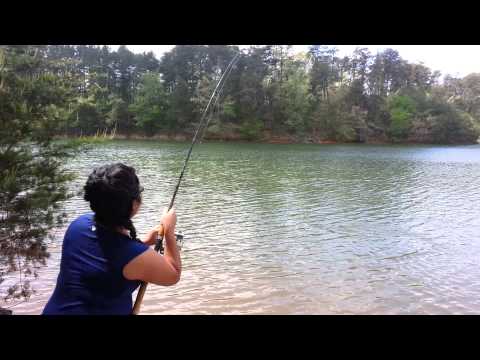 download lagu mp3 mp4 Striped Bass Pregnancy, download lagu Striped Bass Pregnancy gratis, unduh video klip Striped Bass Pregnancy