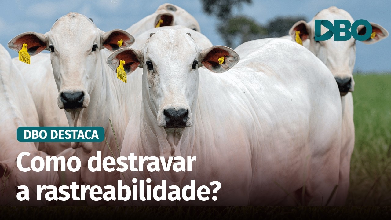 Rastreabilidade bovina: integração de GTA e CAR pode acelerar processo