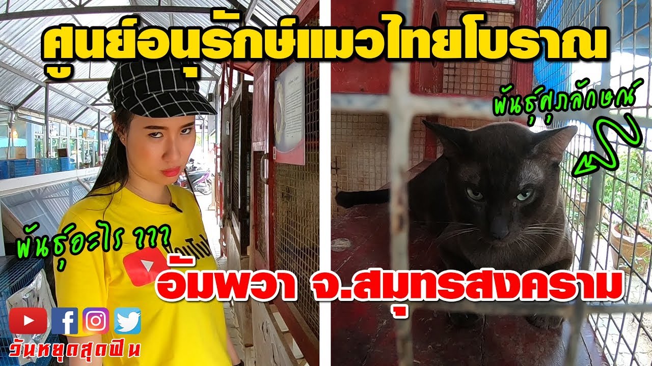 บ้านแมวไทยโบราณ