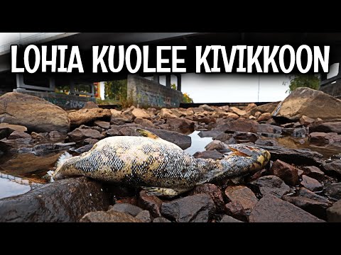 POHJAPATO TAPPAA LOHIA OULUSSA - MERIKOSKI - OULUJOKI