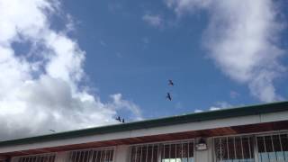 preview picture of video 'Costa Rica Lapas (macaws) Flying Overhead'