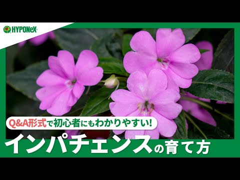 園芸 ニューギニアの焦り