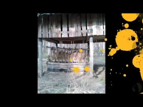 Szamo Viocha vel Obrzycko