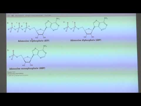 Kevin Ahern's BB 450/550 Classroom #1 for July 7 - Energy and Metabolism
