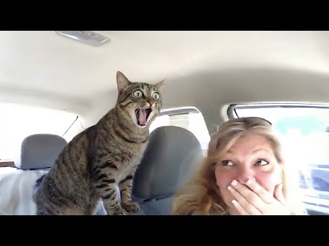 When 'BRAVE' cats suddenly realize they're at the VET 😂 Funny Cat Videos 2025