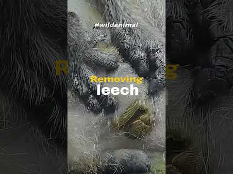 Removing leech #wildlife #animallife #animalshorts #animals