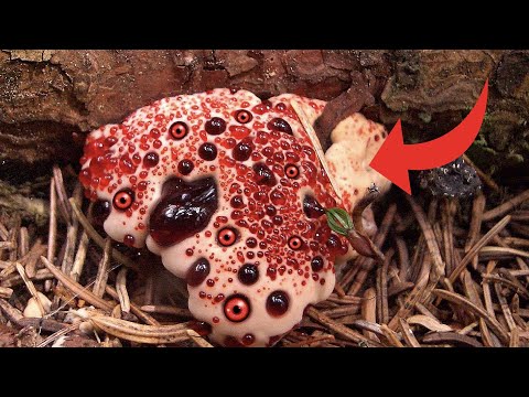 臭いクレーンビル、ルプレヒトスクラウト 植物