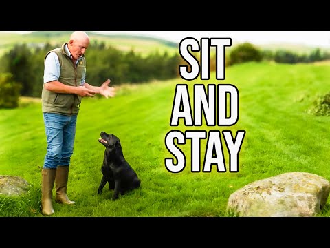 Dog Obedience Training For BEGINNERS