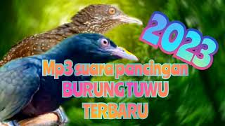 Download lagu Mp3 suara pancingan burung tuwu terbaru 2023 mp3