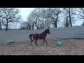 Ruin Franse rijpony PFS Te koop 2022 Donker bruin / bai ,  RABOLIOT D'ARQUETAN