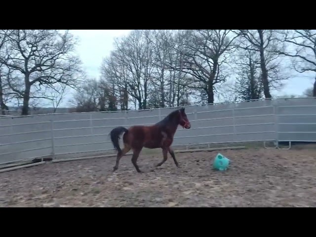 Ruin Franse rijpony PFS Te koop 2022 Donker bruin / bai ,  RABOLIOT D'ARQUETAN