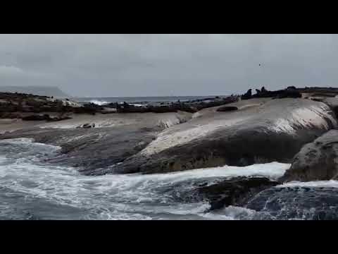 Cape Town 2019: Seal Island!