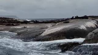 Cape Town 2019: Seal Island!