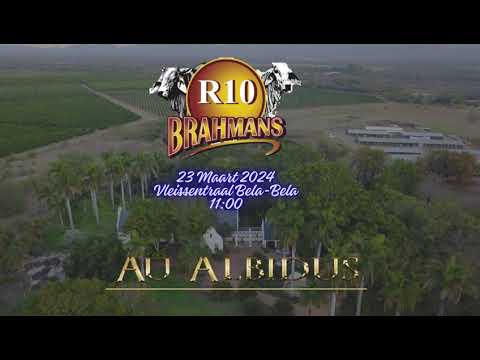R10 Brahmane (Au Albidus Versveiling) - 23 Maart 2024