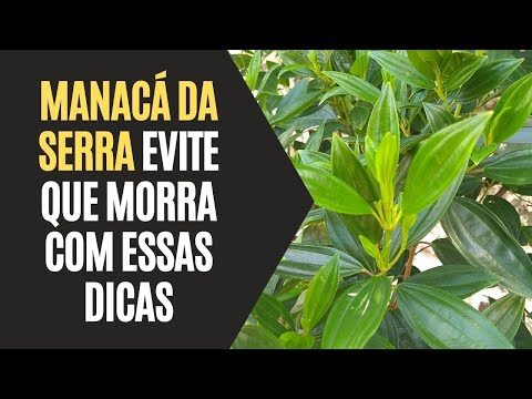 , title : 'Manacá da Serra: Evite Que Morra Com Essas Dicas'