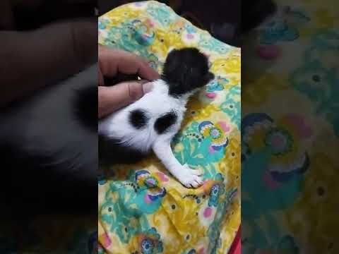 Dr. samreen Rasool's sister found a little cute kitten 🐈 cats are love 😍😻😻😻😻😻😻