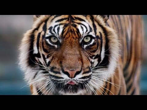 Romano Rap 2018 Tigers - Brzina 5 |OFFICIAL AUDIO|™