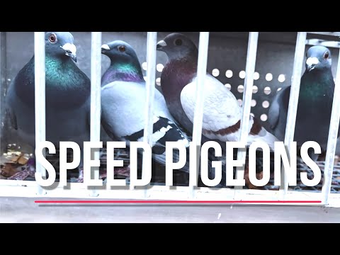 Cuevas Classic OLR birds are back! Plus racing pigeon breeding for 2026