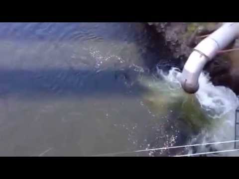 Drömmen om fiske i skellefteå