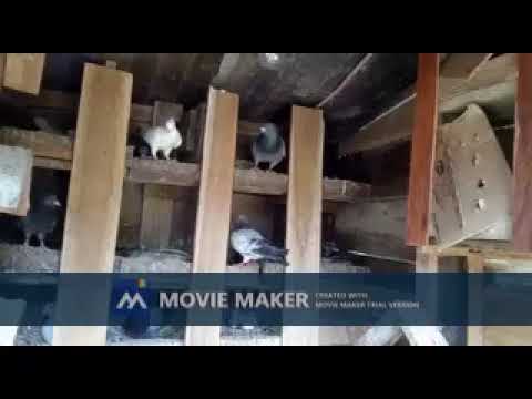 PIGEON 5 | Supiri Paravi |Pigeon in sri lanka |