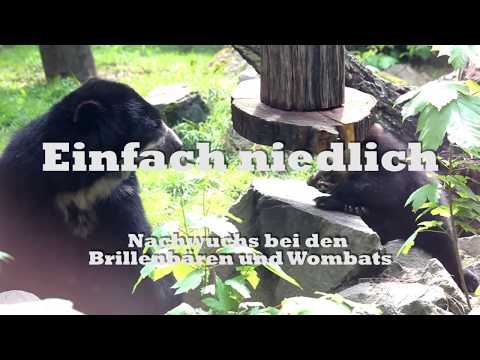 Nachwuchs bei den Wombats und Bären