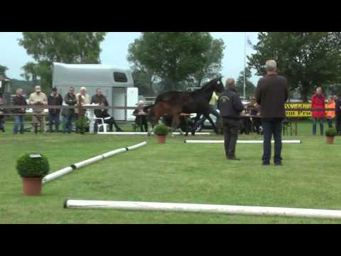 Sudweyher Fohlenschau 2013 - Kat.-Nr. 55