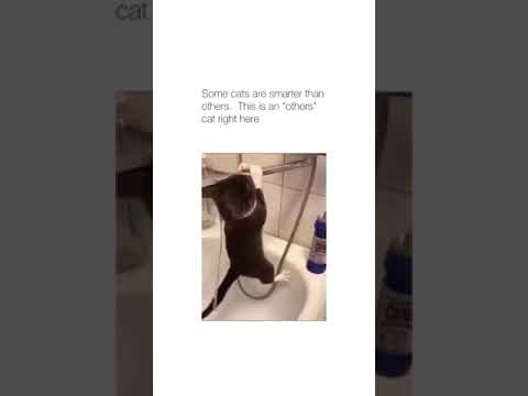 Cat tries to drink water from bathtub faucet...