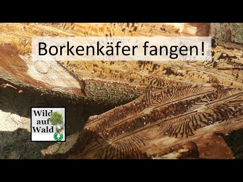 🌲Fichten Borkenkäfer mit Fangbäumen bekämpfen #wildaufwald