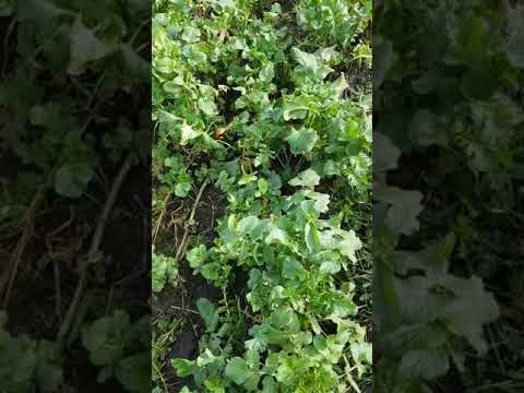 Mein erstes mal sondeln teil 1