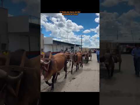 FESTA DO CARRO DE BOI DE PETROLINA GOIÁS #carrodeboi #boi #carreiro #tradiçao
